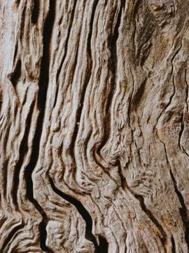 Olive tree trunk, texture of a bark Stock Photos