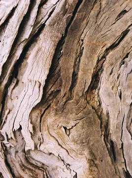 Olive tree trunk, texture of a bark Stock Photos
