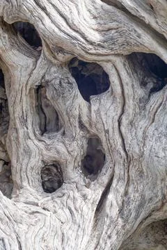 Olive tree trunk, texture of a bark Stock Photos