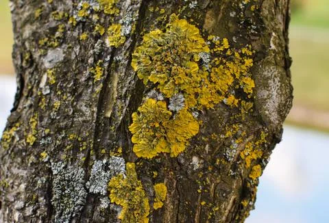Olive tree trunk with yellow moss fungus. Stock Photos