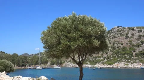 Olive tree in Turkey Stock Footage 41001803