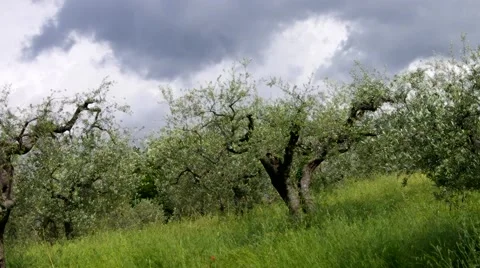 Olive tree in Tuscany Stock Footage 57133927