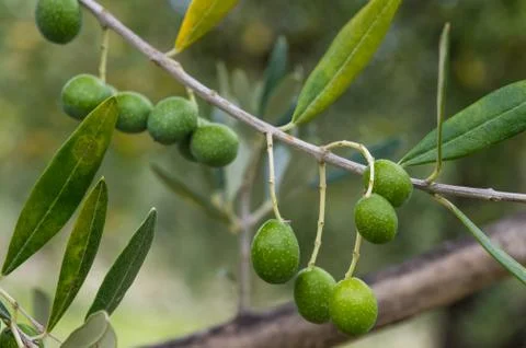 Olive tree in Tuscany Stock Photos