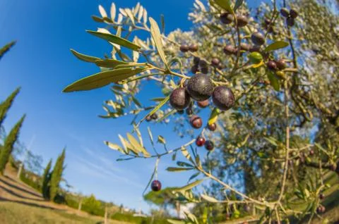 Olive tree in Tuscany Foto stock