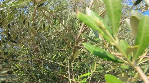 Olive tree twigs close-up inside pov perspective close detail Stock Footage 140547764