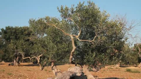 Olive tree with twisted trunk Stock Footage 12053118