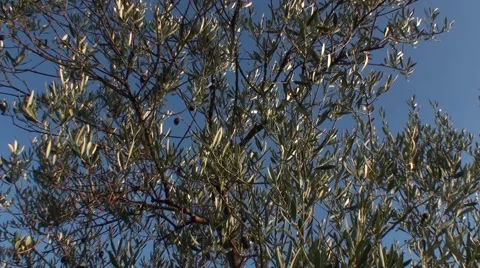 Olive tree under a blue sky 스톡 동영상 50022372