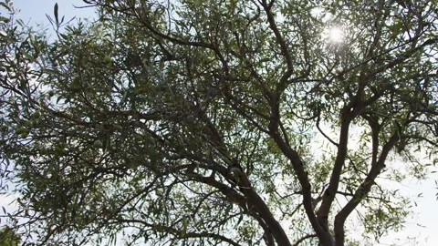 Olive tree under sun light Stock Footage 255713048