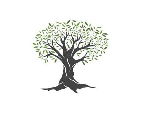 Olive tree vector illustration Stock Illustration