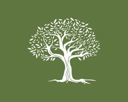 Olive tree vector illustration Stock Illustration