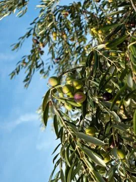 Olive tree vertical Stockfoto's
