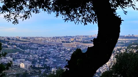 Olive tree view over Old City Jerusalem 4K Stock Footage 151637722
