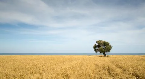 Olive tree on the wheat field Stock Photos