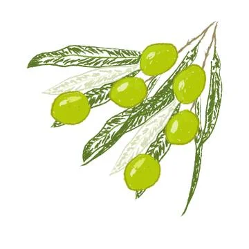 Olive tree on a white background Stock Illustration