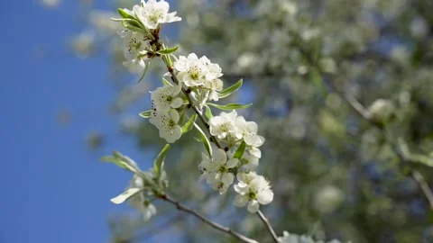 Olive tree with white flowers and green leaves. Stock Footage 306763221