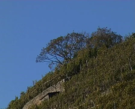 Olive tree in the wind Vídeo Stock 62459