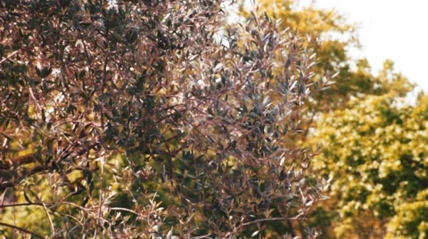 Olive tree with wind Stock Footage 62993957