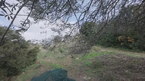 Olive Tree Without Fruit After Harvest in Mountain Forest Landscape Stock Footage 326353884