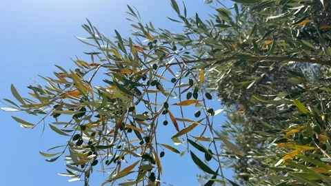 Olive tree with yellow withered leaves and a small fruit, drought, crop failure Stock Footage 279574455