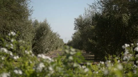 Olive Trees 2 Stock Footage 48863194