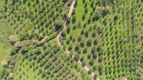 Olive trees from above 스톡 동영상 106338105