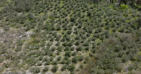 Olive trees from above Stock Footage 238436250
