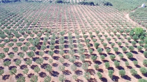 Olive trees - Aerial view 4k Stock Footage 86468202