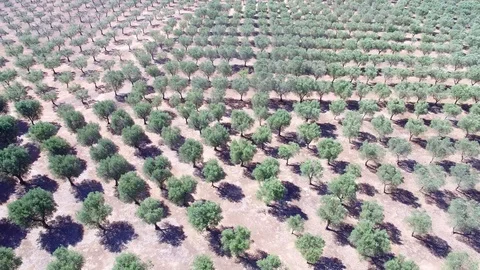 Olive trees - Aerial view 4k Stock Footage 86468414