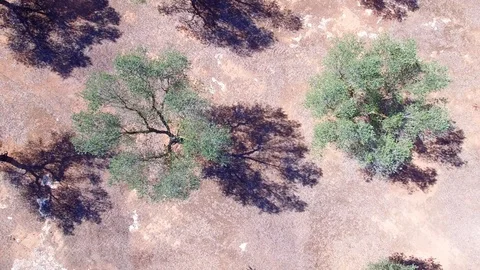Olive trees - Aerial view 4k Stock Footage 86468657