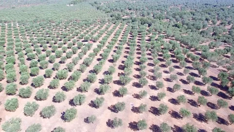 Olive trees - Aerial view 4k Stock Footage 86468824