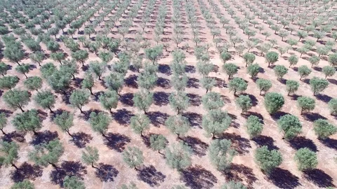 Olive trees - Aerial view 4k Stock Footage 86469325