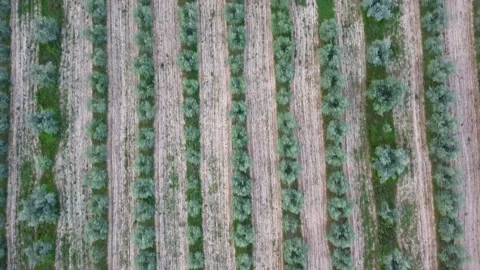 Olive Trees Aerial View Stock Footage 146638328