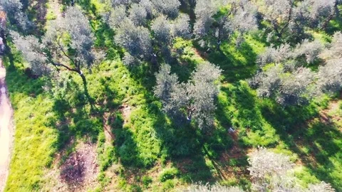 Olive trees from the air Vídeos de archivo 103044707