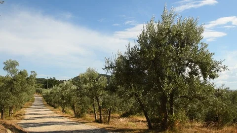 Olive trees and blue sky with white road in the Chianti region. Stock Footage 93939397
