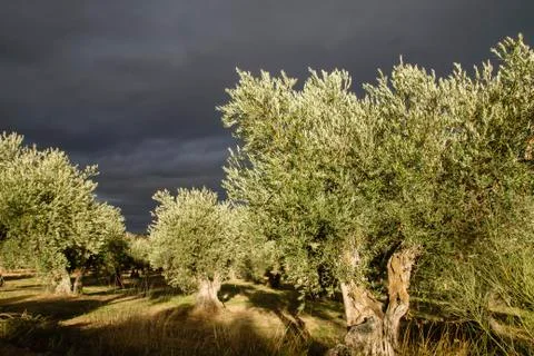 Olive trees and dark clouds Stock Photos
