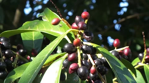 Olive trees and leaves Stock Footage 50882369