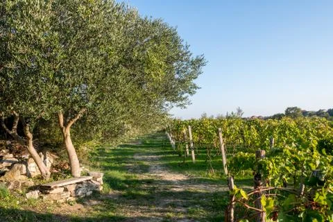 Olive trees and vineyard in late summer Stock Photos