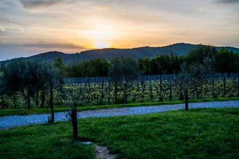 Olive Trees and Vineyard at Sunset Stock Photos
