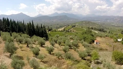 Olive trees and Vineyards in Koutsi Nemea's Greece 動画素材 42785053