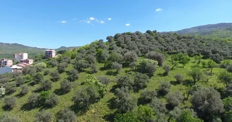 Olive trees and wood Stock Footage 76122886