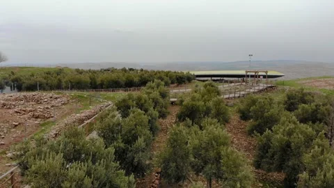 Olive Trees in Around of the Gobekli Tepe. 4K. Aerial View. 動画素材 233368708