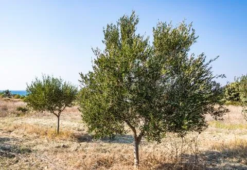 Olive Trees Background In Greece Stock Photos