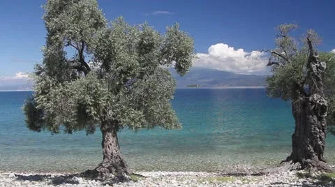 Olive trees on the beach Stock Footage 40353746