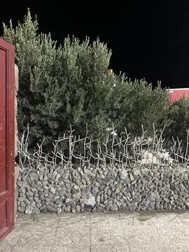 Olive Trees Behind Stone Wall at Night Stock Photos