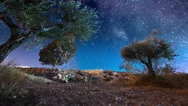 Olive Trees In Bethlehem, Israel, Night Astro Time-Lapse Stock Footage