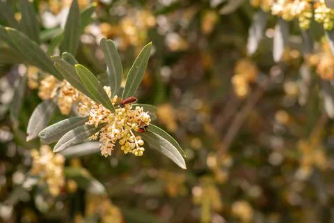 Olive trees in bloom, small olive flowers Stock Photos