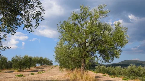 Olive trees with blue cloudy sky in the Tuscan countryside Stock Footage 160563699