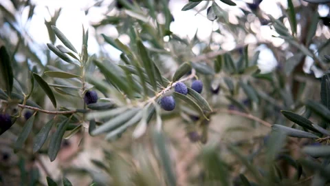 Olive trees branch closeup detailed view, extra virgin olive oil production Stock-Footage 295876816