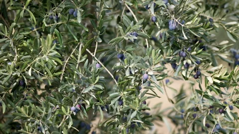 Olive trees branch closeup detailed view, extra virgin olive oil production Stock-Footage 295878049