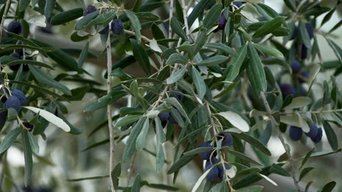 Olive trees branch closeup detailed view, extra virgin olive oil production Stock Footage 295878164